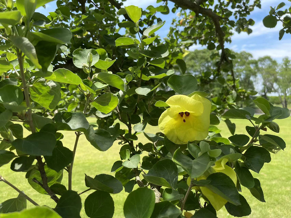 假装在海边辰山植物园海滨木槿开出小清新