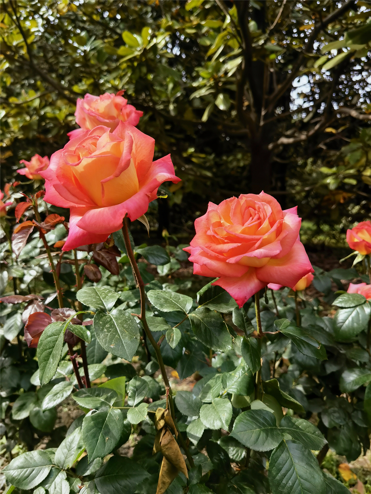 花中皇后和花中之王是什么花(花中皇后和花中之王是什么花啊)