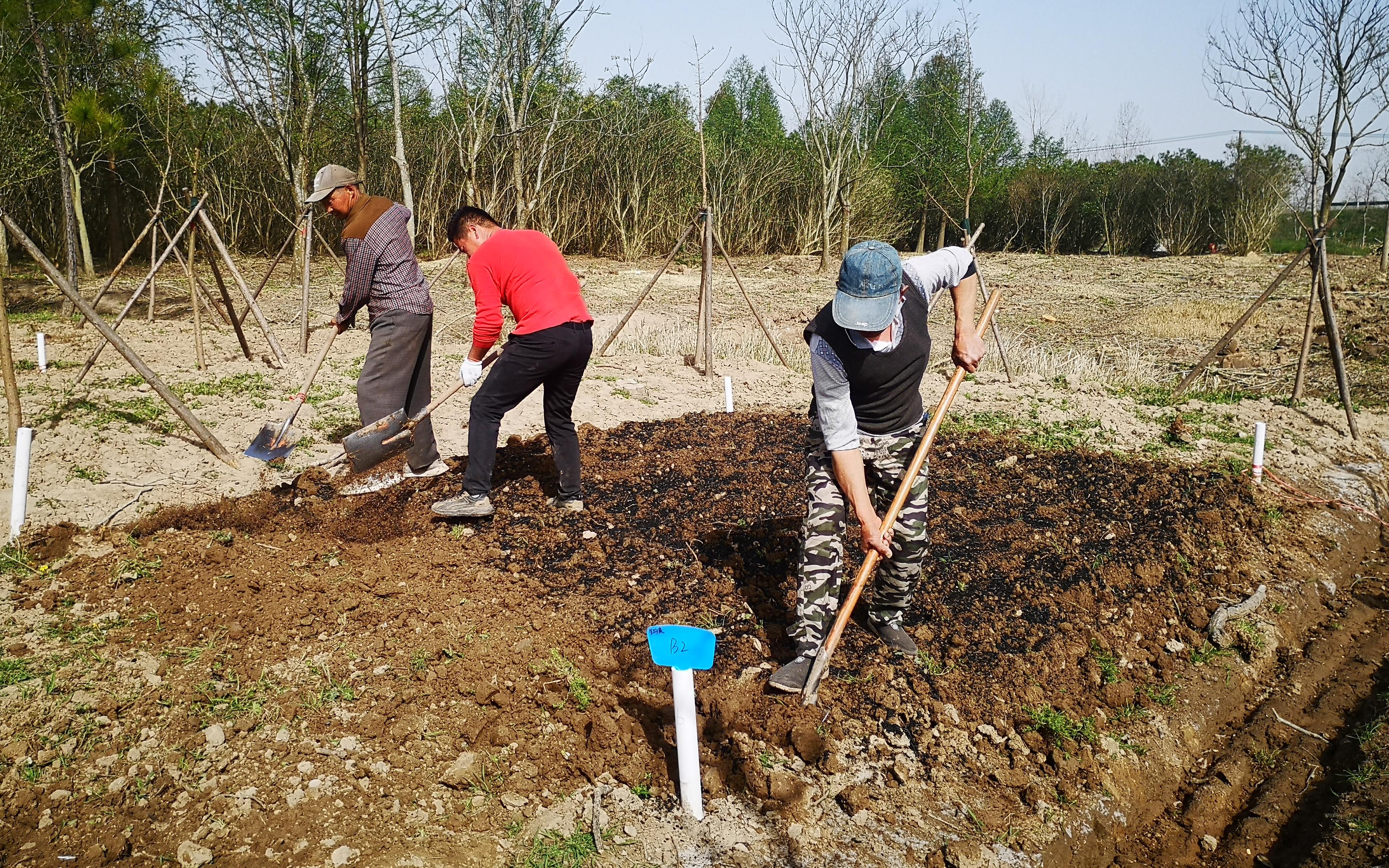 市林业总站赴崇明开展市科委课题林木生物炭改良林地土壤协同固碳技术