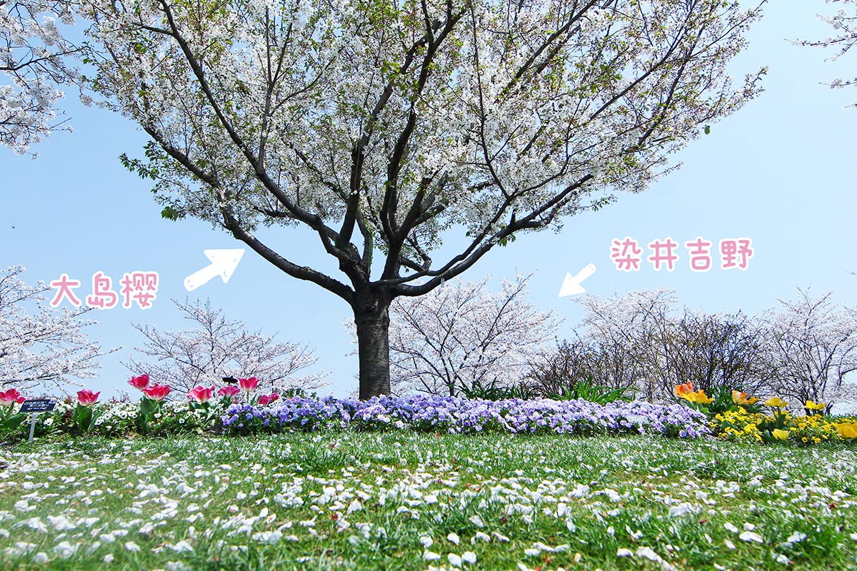 14 大岛和染井.jpg