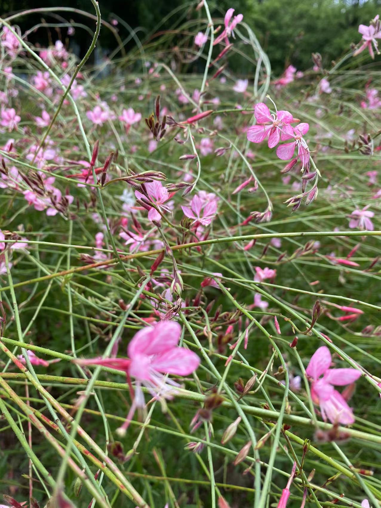 共青森林公园山桃草起舞婀娜