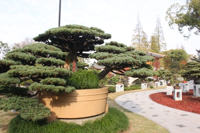 松林奇观.jpg 松林奇观.jpg