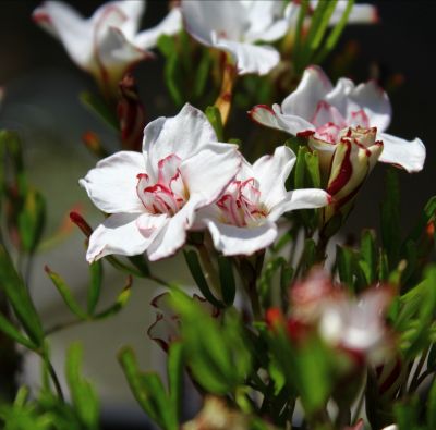 8双色酢浆草‘灰姑娘之月’O. versicolor 