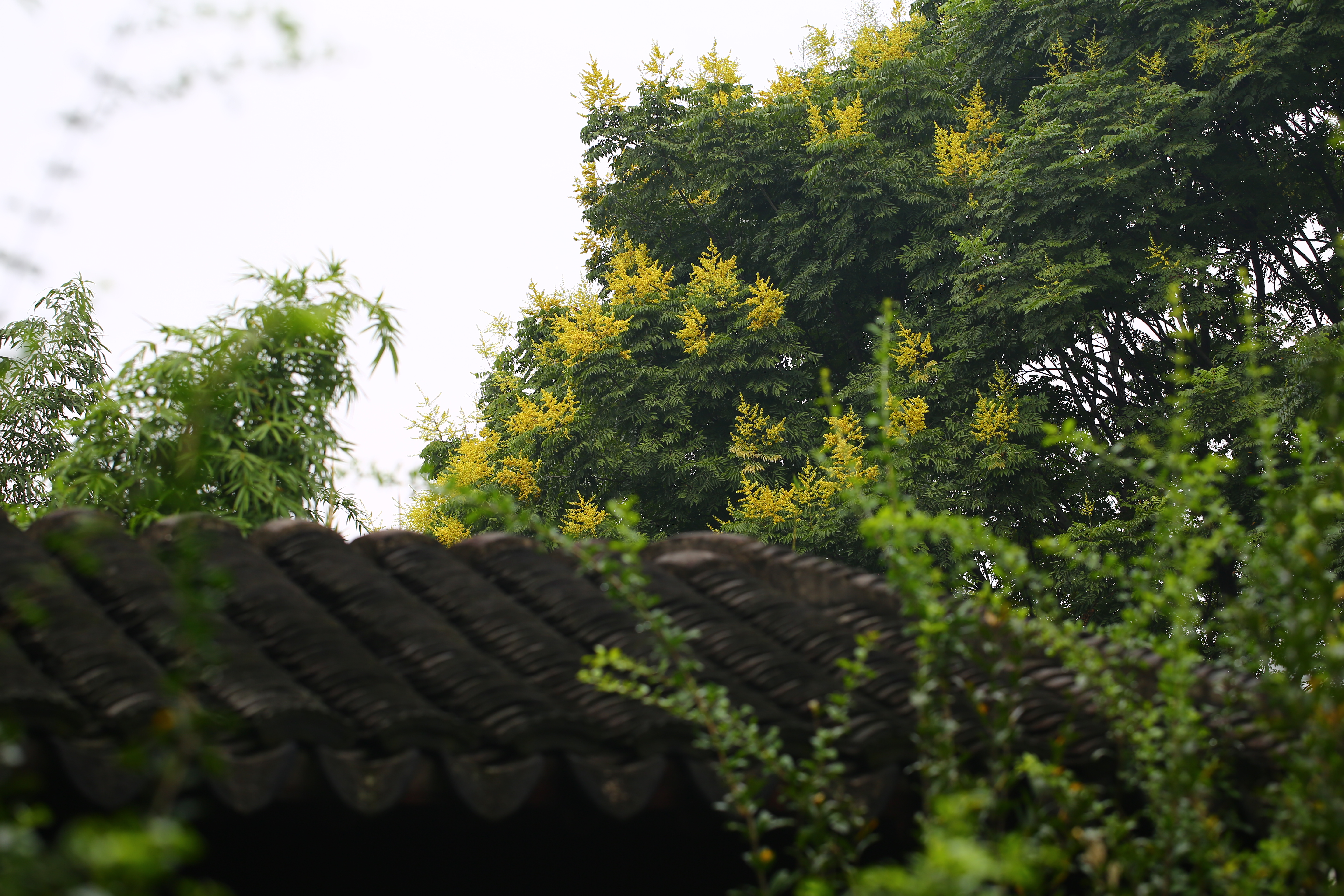 古猗园栾树进入盛花期