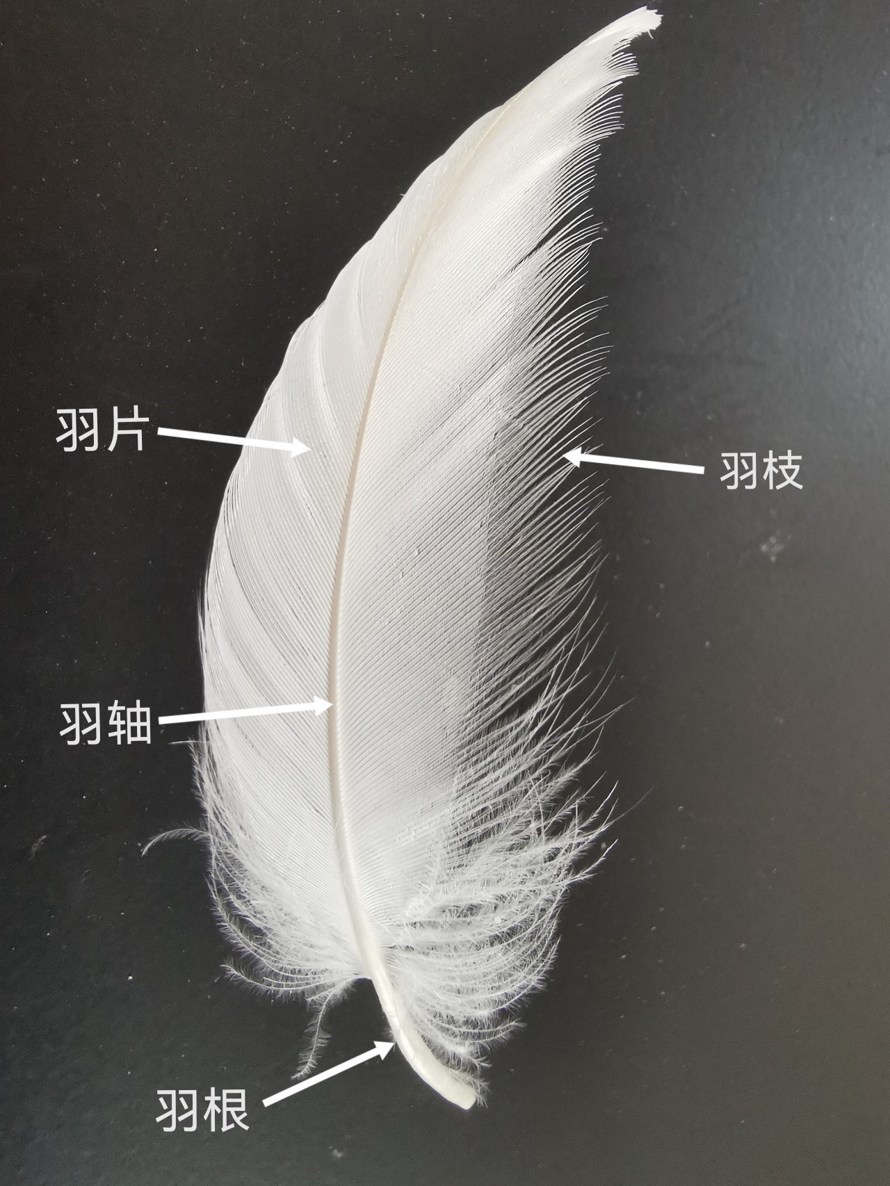 探索一朵绒的奥秘_动物观察_上海市绿化和市容管理局
