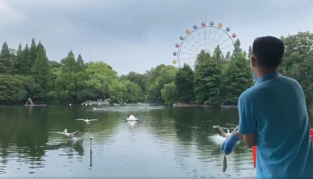 鹈鹕飞翔.jpg