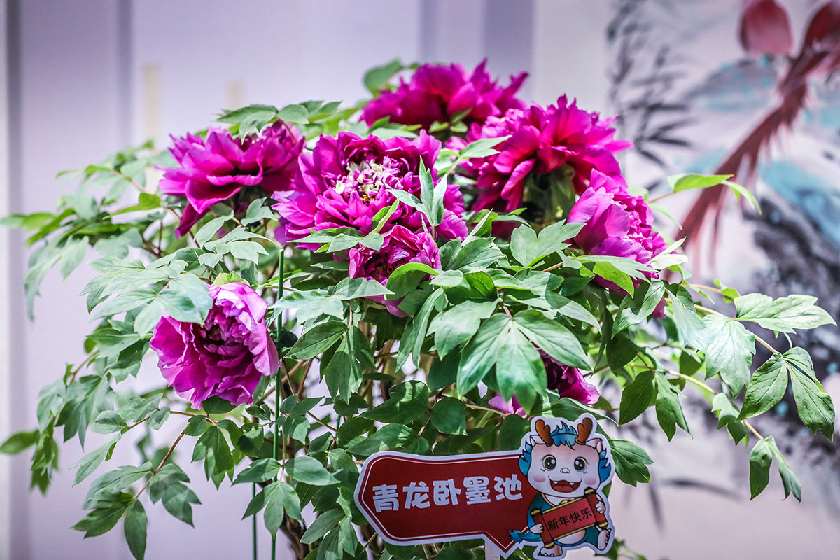 青龙卧墨池.jpg