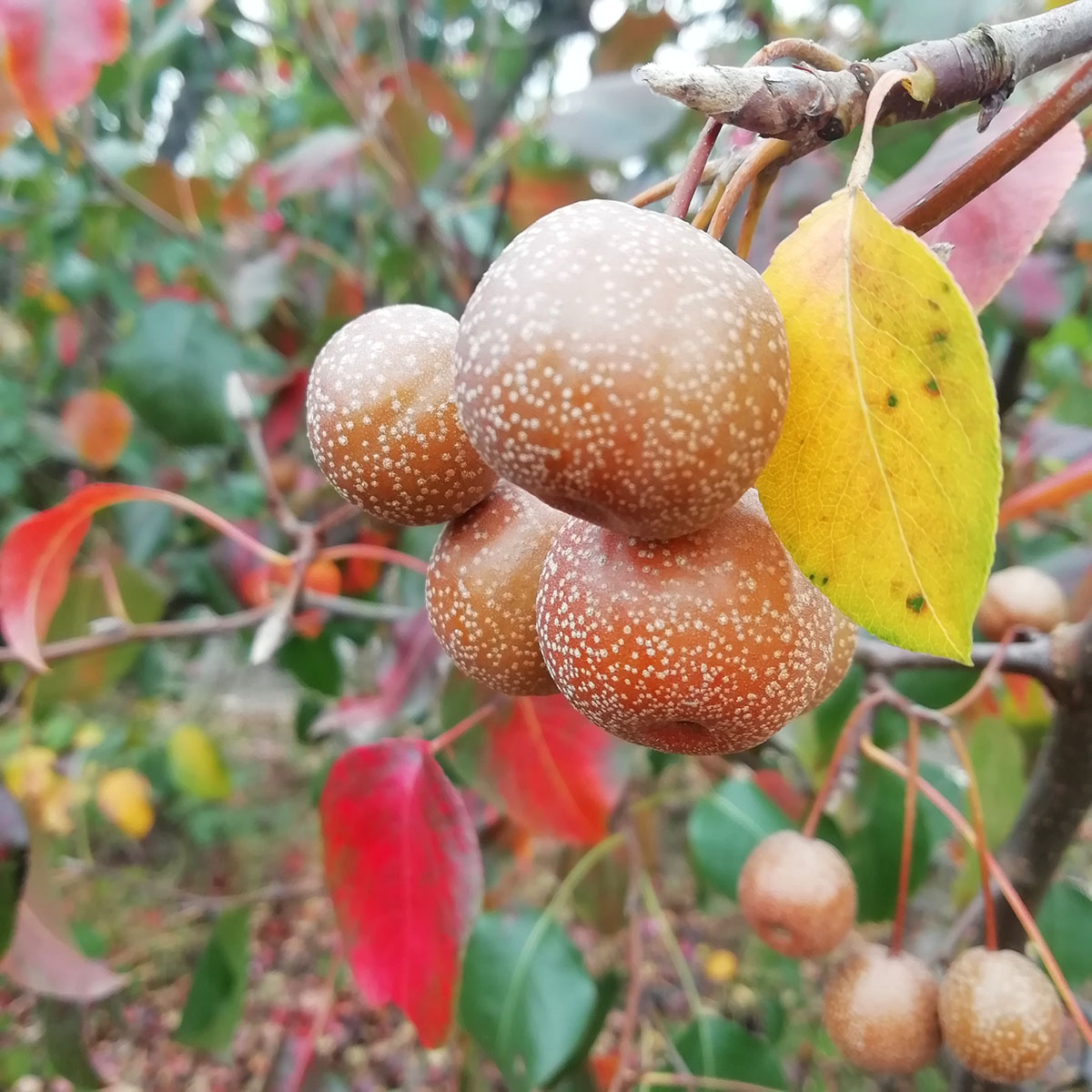 辰山植物园豆梨正值观果最好时机