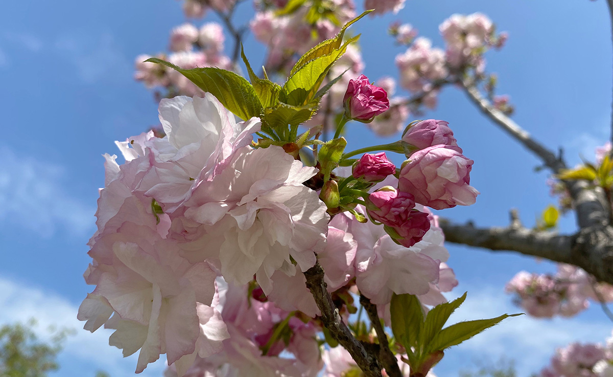 染井吉野樱盛花期也落下帷幕,辰山植物园樱花园内的各色晚樱接力登场