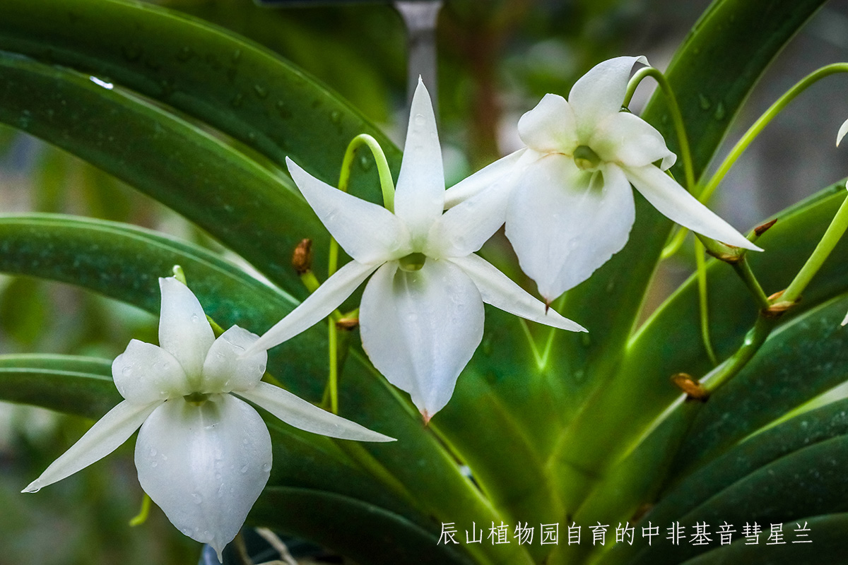 辰山植物园自育的中非基音彗星兰(2).jpg