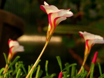 5-3双色冰激凌酢浆Oxalis versicolor 草.jpg