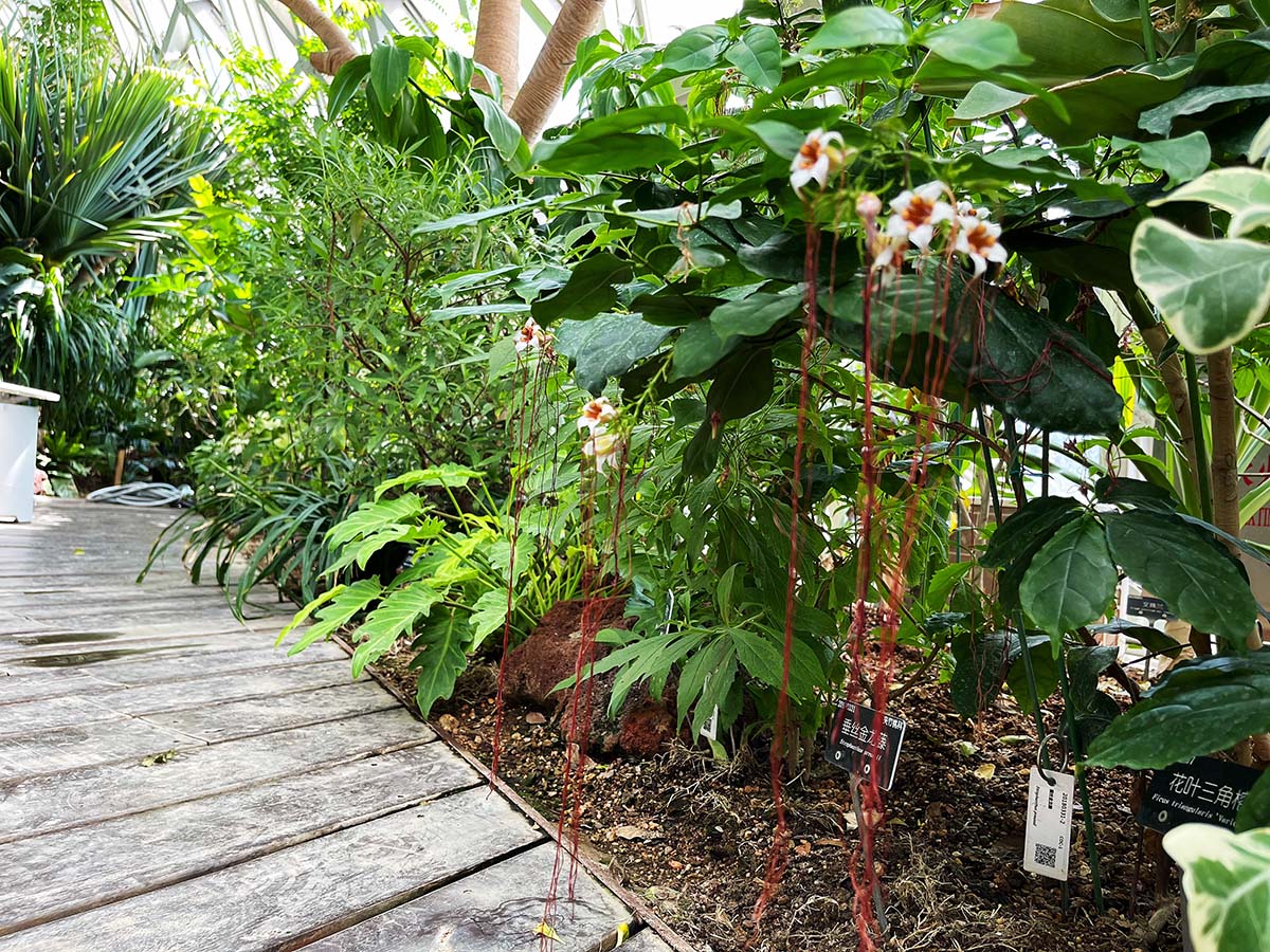 垂丝金龙藤 (1).jpg 垂丝金龙藤 (1).jpg