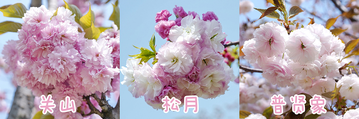 16 晚樱.jpg