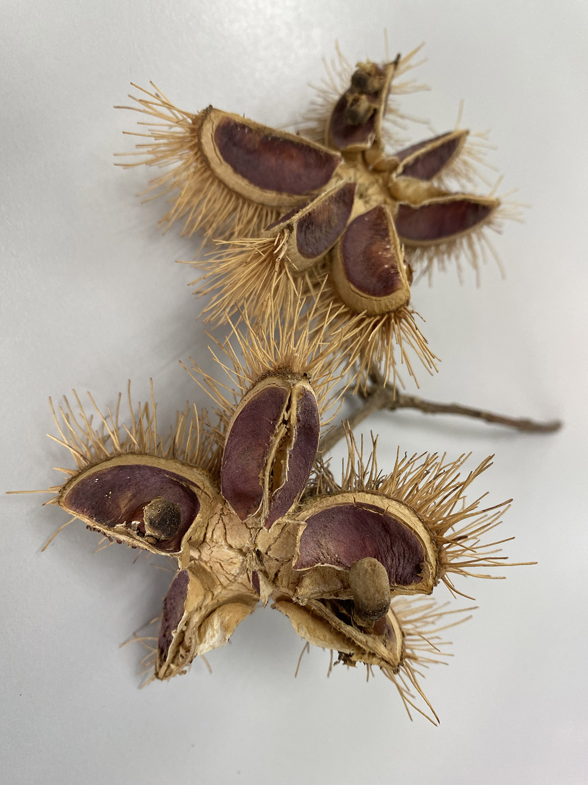 "大家好!我是猴欢喜!不是板栗!"辰山植物园夏日欢乐多_上海花讯_上海