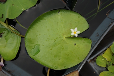 金银莲花2.jpg