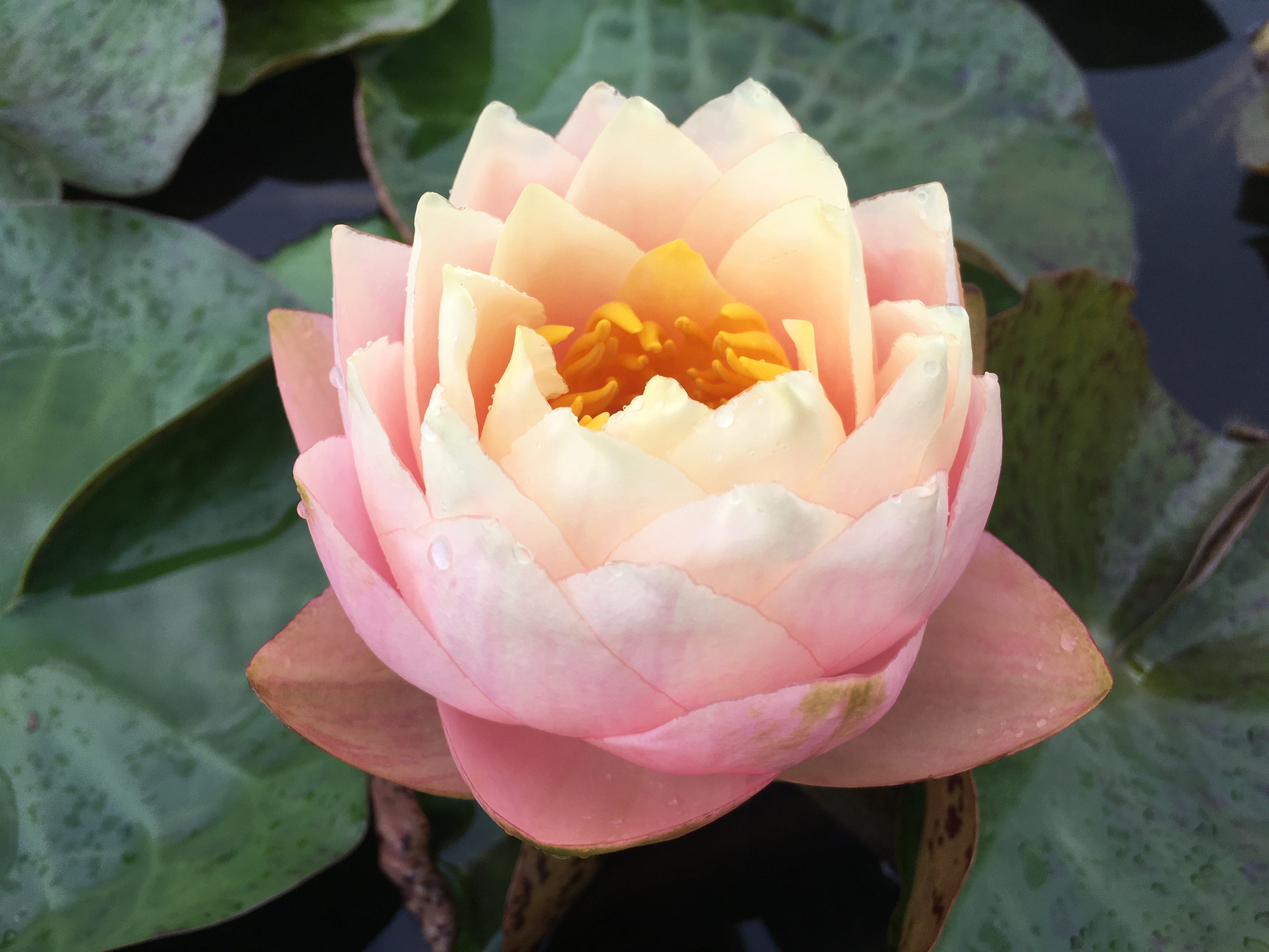 盘点上海古猗园第八届荷花睡莲展睡莲看点