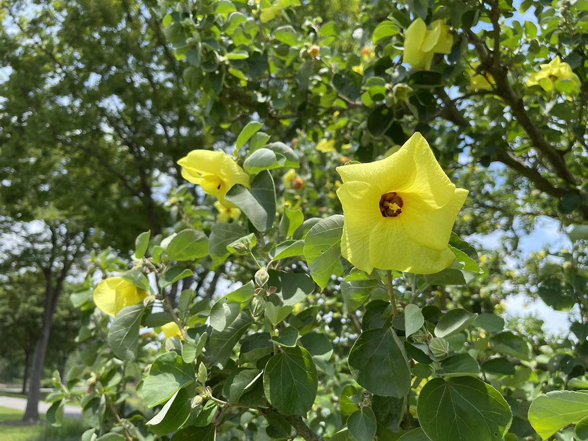 假装在海边辰山植物园海滨木槿开出小清新