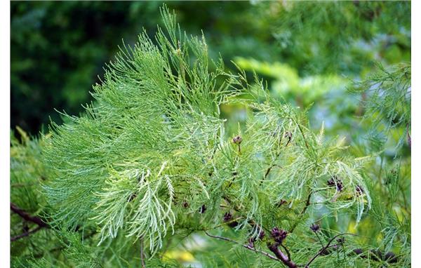 上海國際花展華東地區珍稀瀕危野生植物展展品徵集第一輪通知