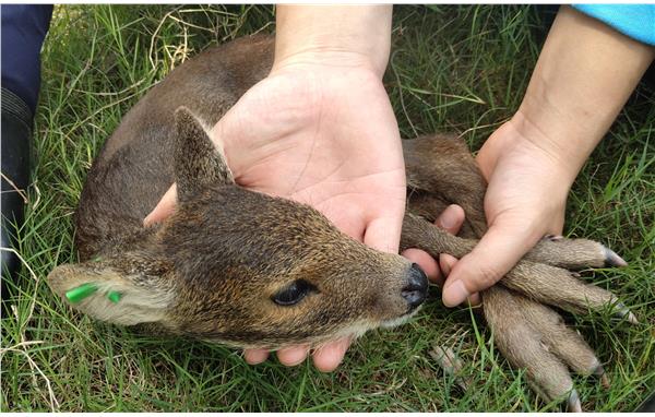 上海动物园乡土区新生獐完成体检和打耳标工作