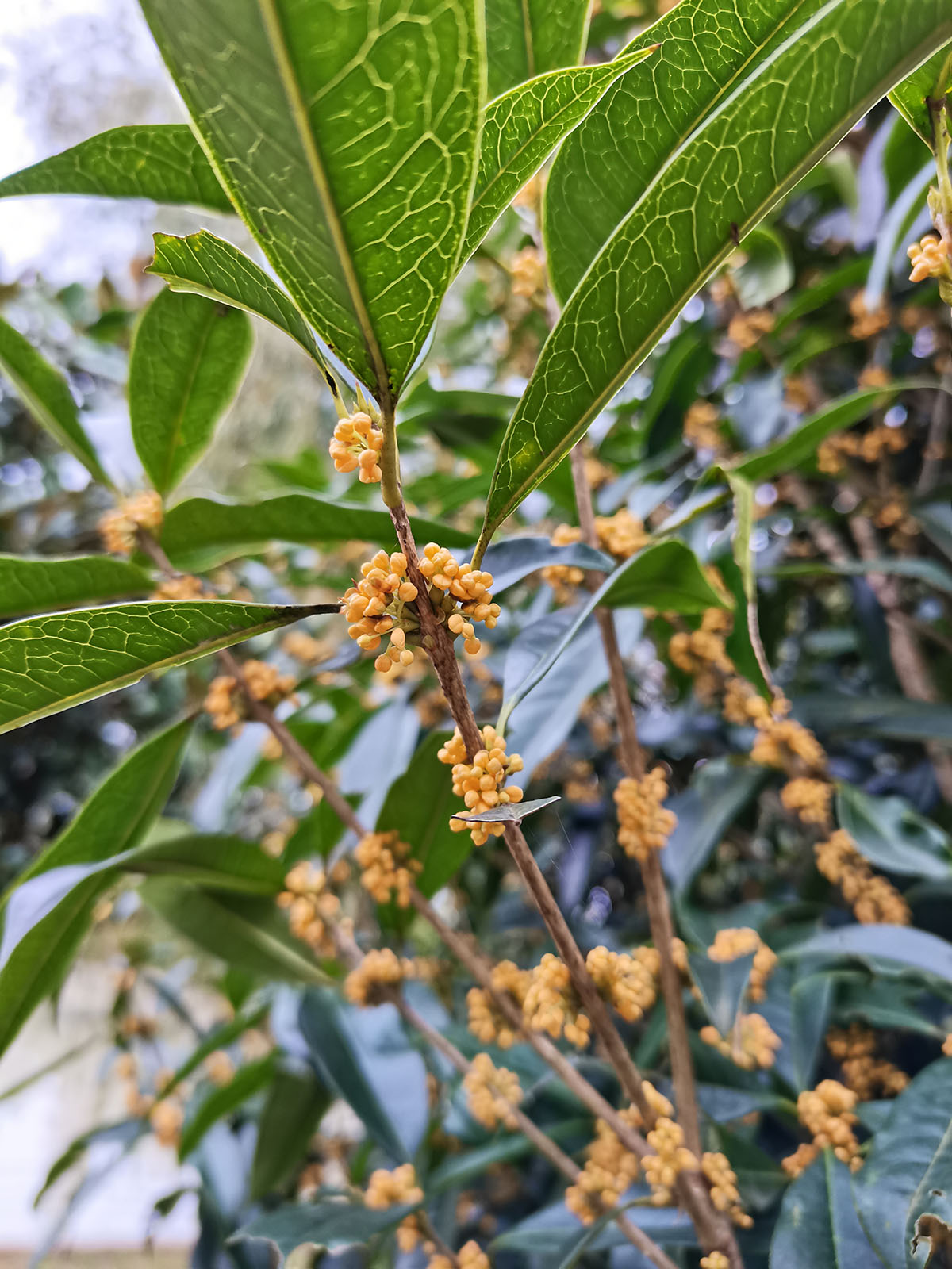 秋風起暗香來襲辰山植物園桂花悄然綻放