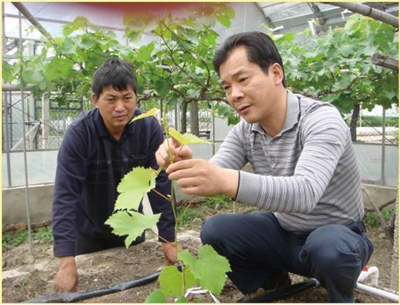 林果乡土专家管华明（右）正在指导农户种植葡萄，目前上海市林果乡土专家队伍已发展到42人，带领一大批乡亲共同走向致富之路。刘璐璐供图.jpg