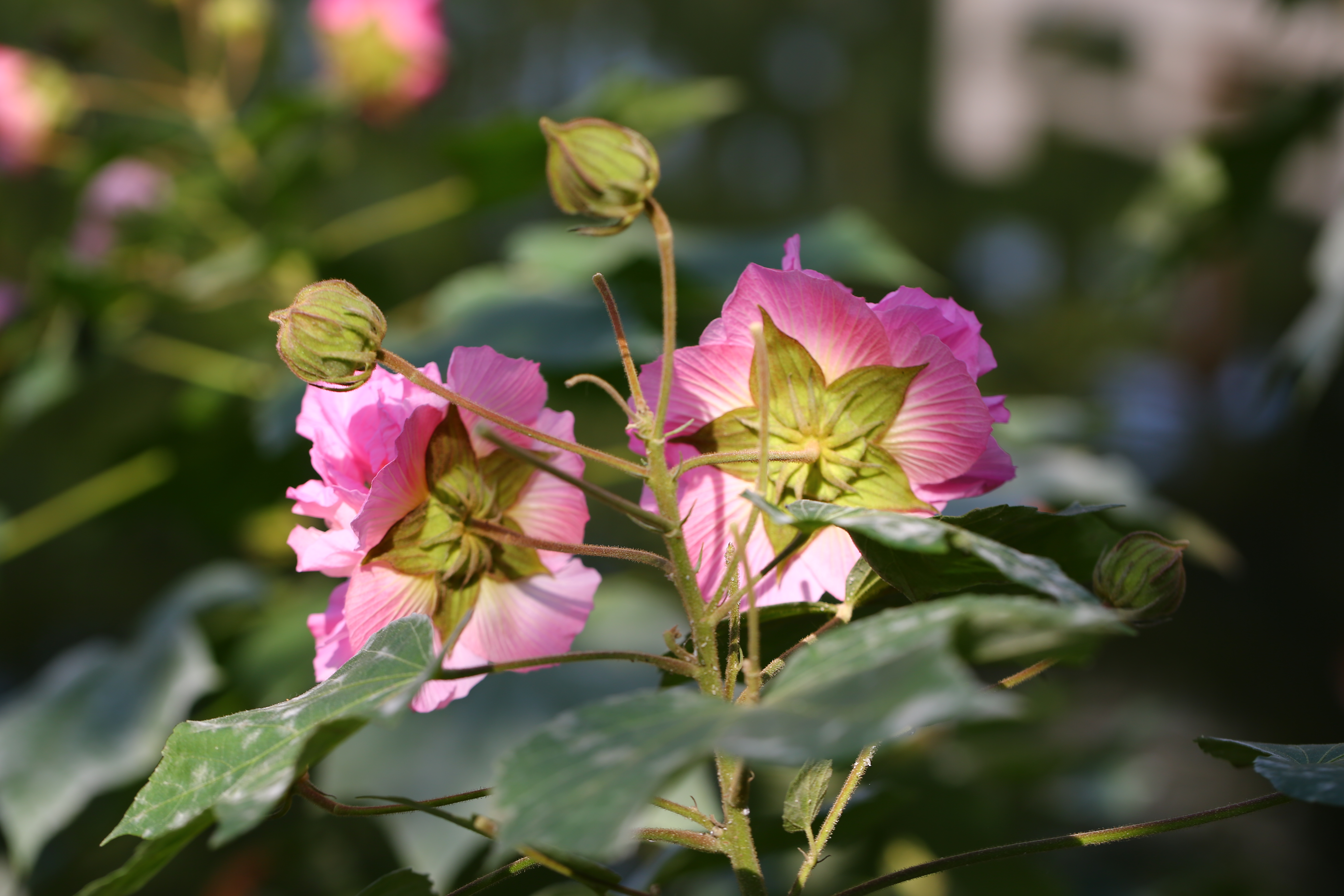 古猗园木芙蓉进入最佳观赏期