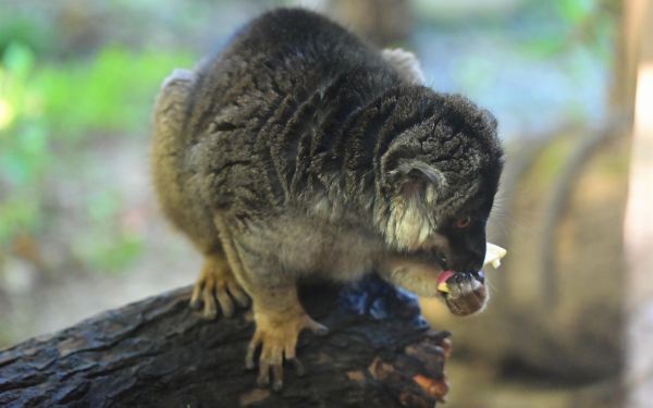 褐美狐猴 (4).JPG