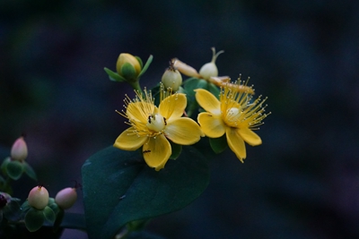 上海植物园带你回顾六月花况