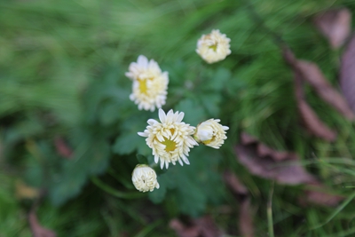 6、杭白菊.jpg