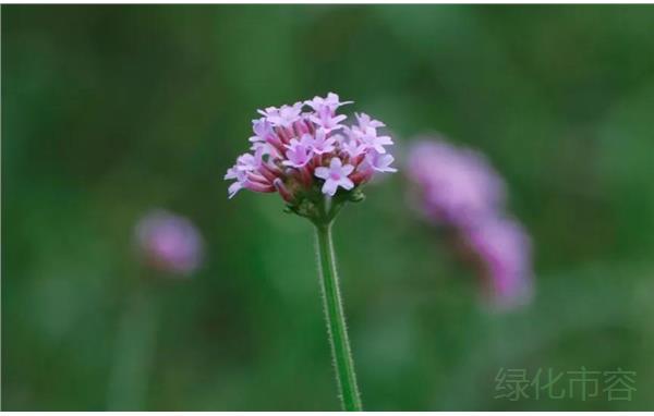 松江这座街心花园 梦幻紫 马鞭草花开正当季 要闻动态 上海市绿化和市容管理局