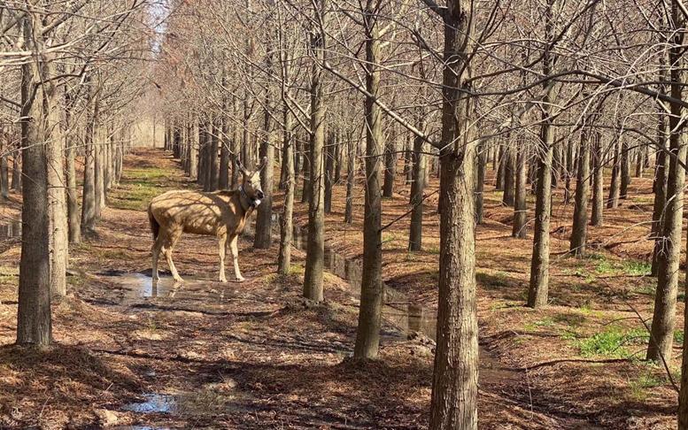 麋鹿住新家上海市首个麋鹿野放栖息地初步建成
