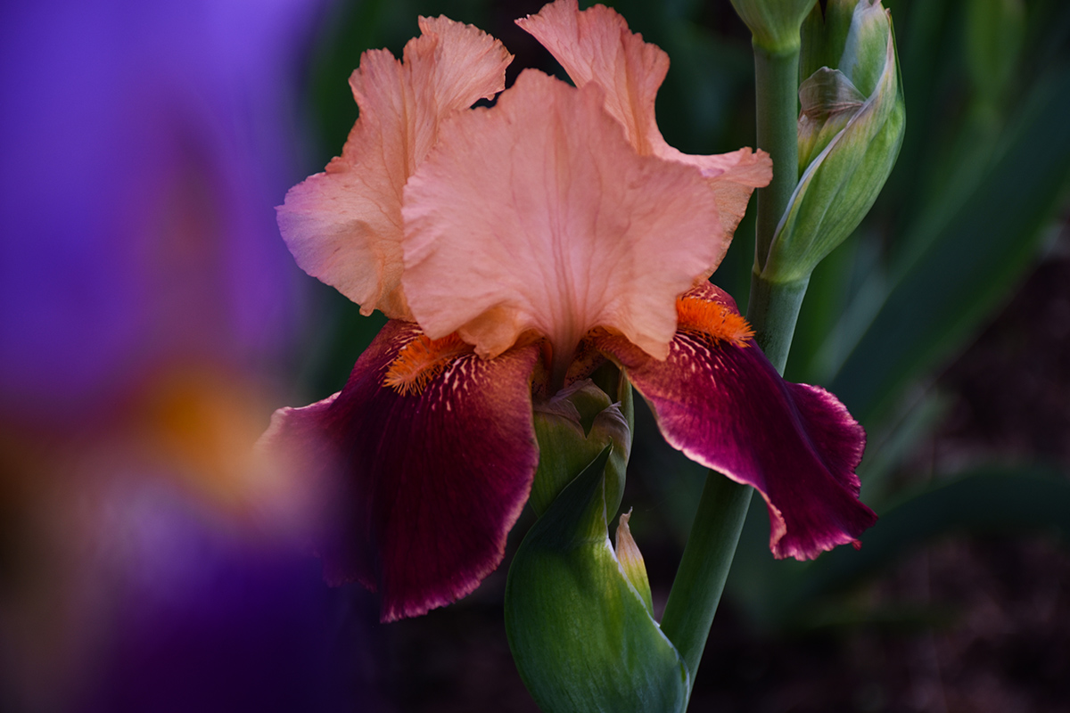 DSC_8191.jpg