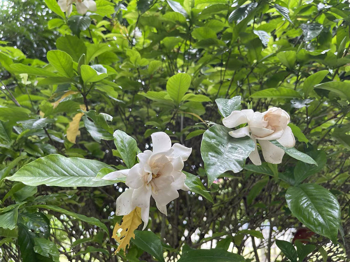 栀子花 (2).jpg