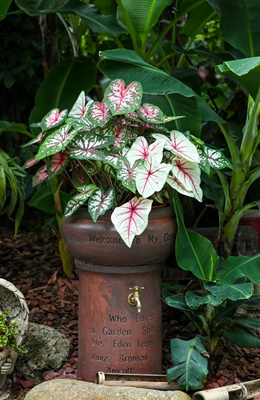 1五彩芋--天南星科五彩芋属 (11).jpg