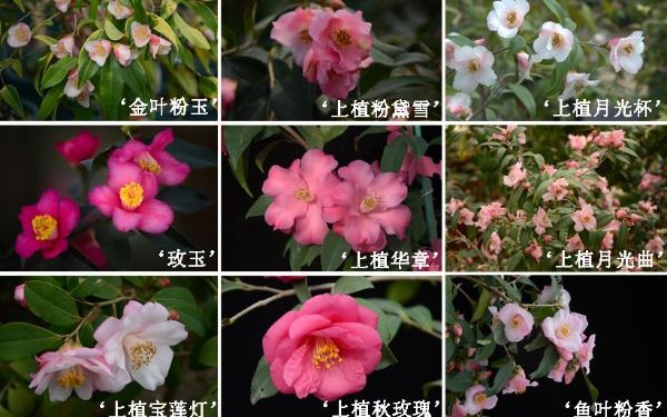 2上海植物园自主培育的束花茶花新品种.jpg