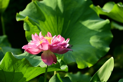 DSC_3782.jpg DSC_3782.jpg