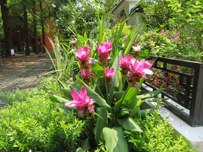 姜荷花.jpg