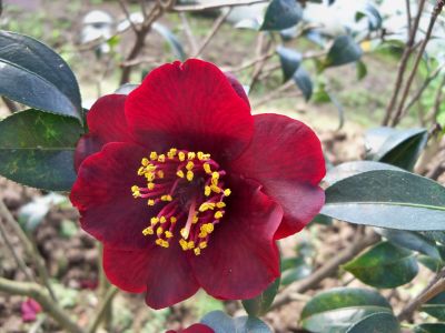 黑蛋石.jpg 黑蛋石.jpg