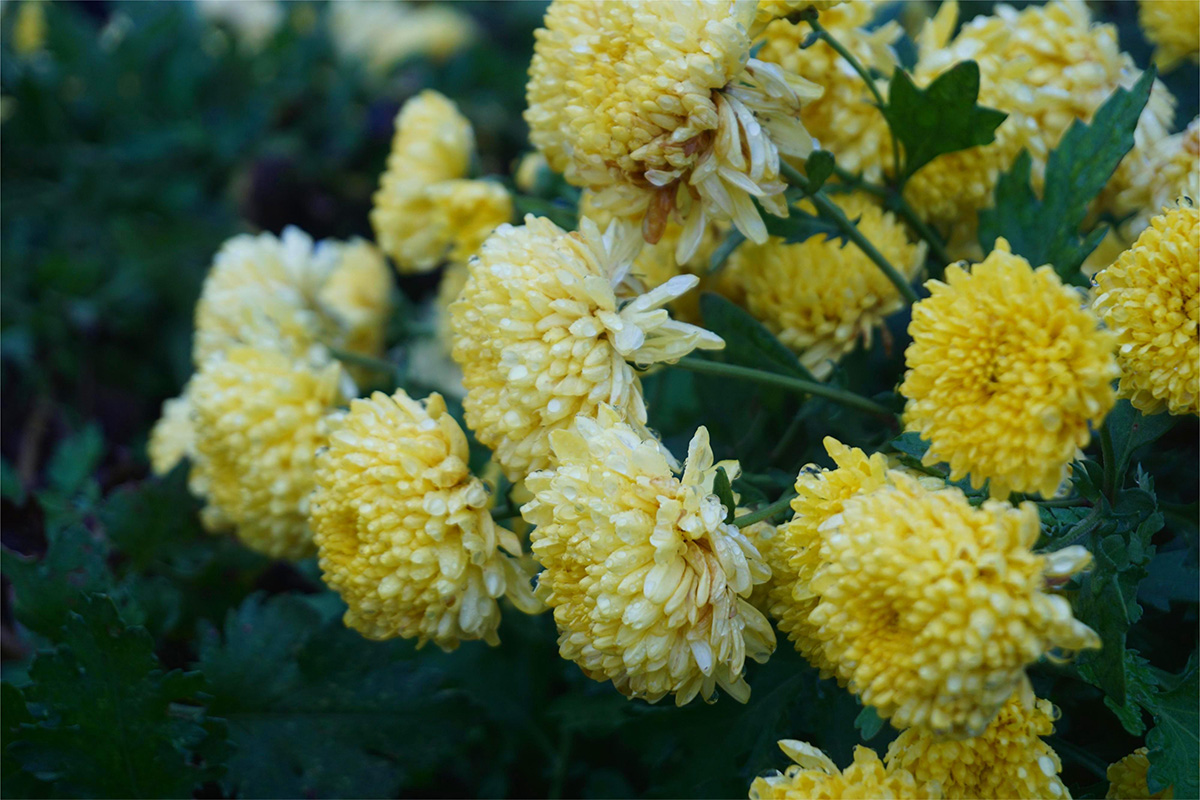 皇菊2.jpg