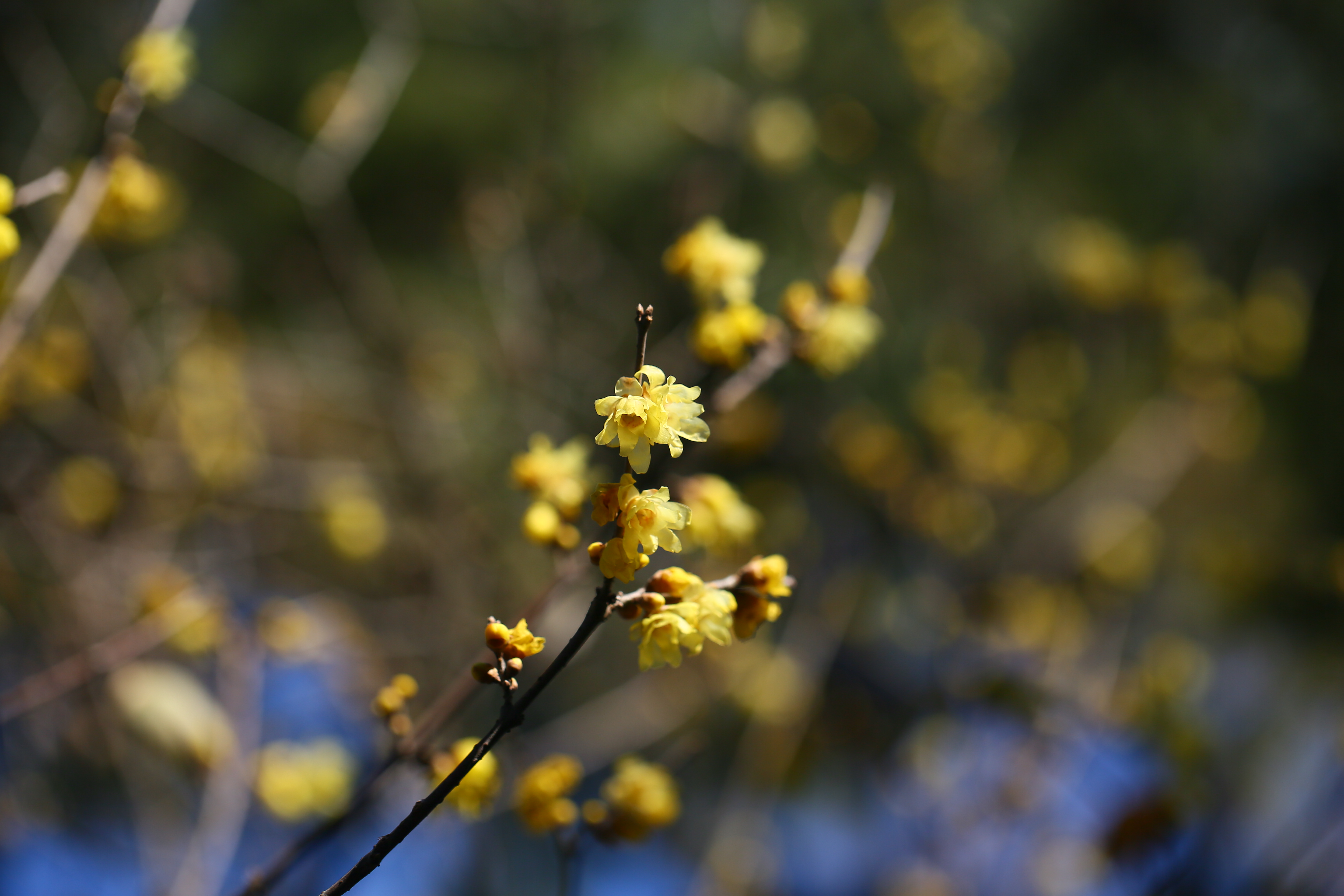古猗园蜡梅香依旧