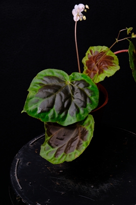 k531_1241_1100+08.jpg