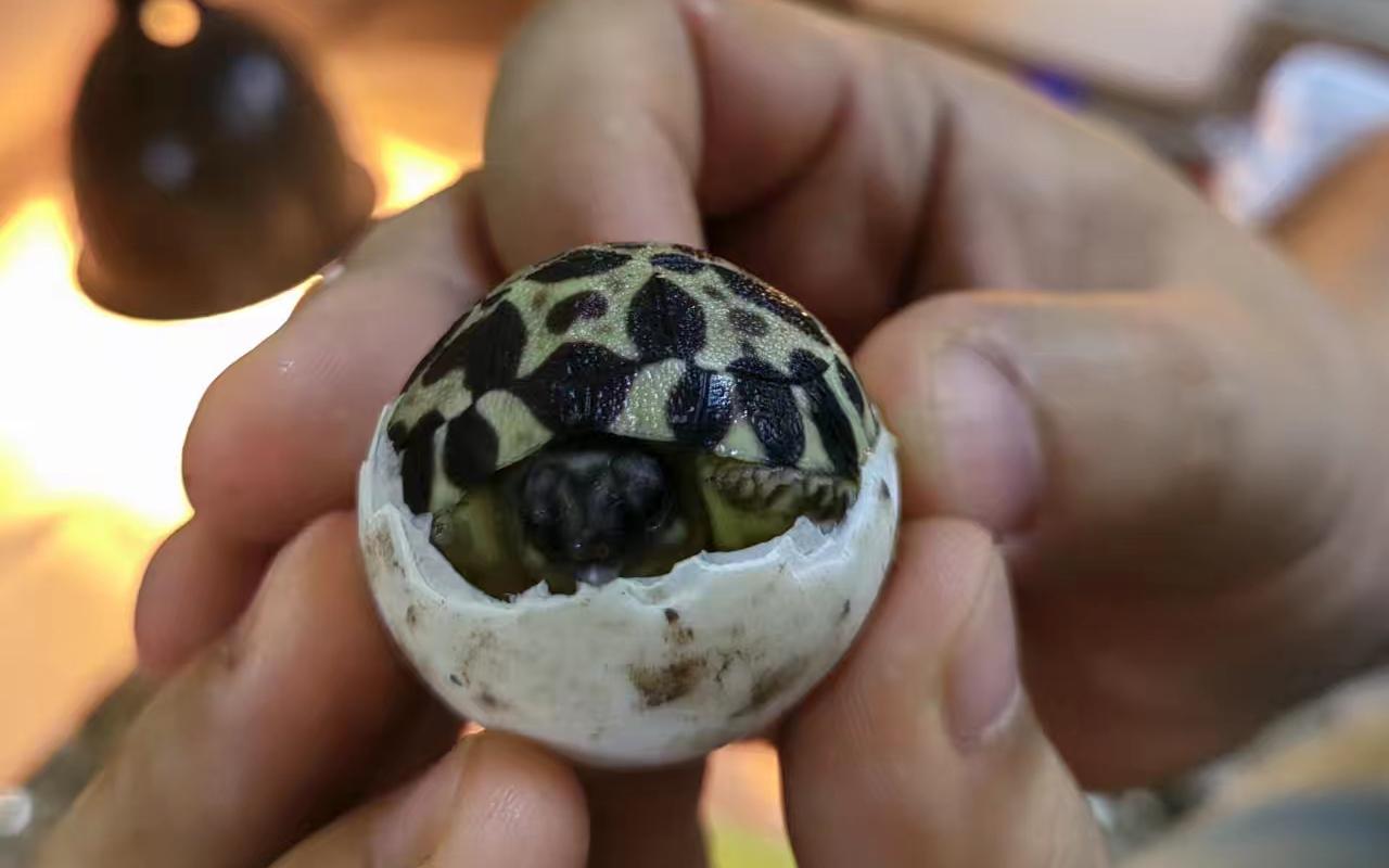 繁殖喜讯上海动物园辐射陆龟宝宝出壳