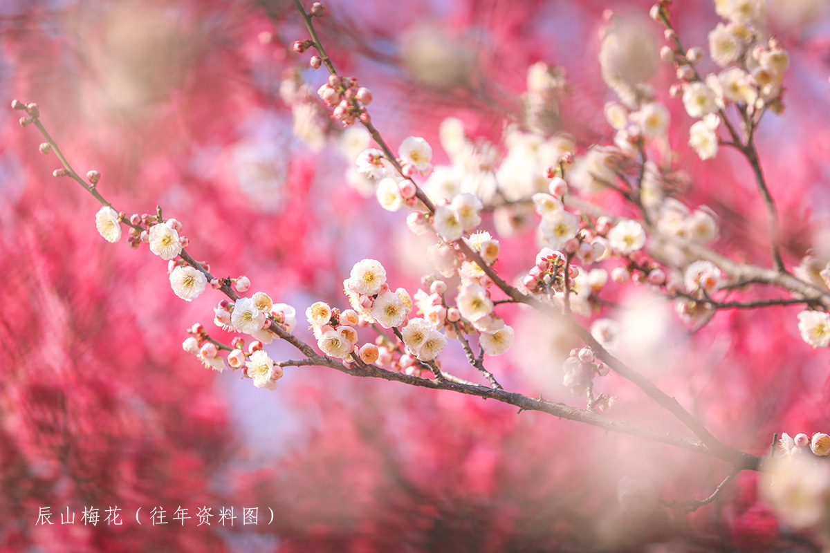 辰山梅花（往年资料图） (2).jpg