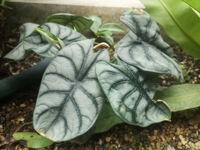 白犀牛海芋 (1).jpg