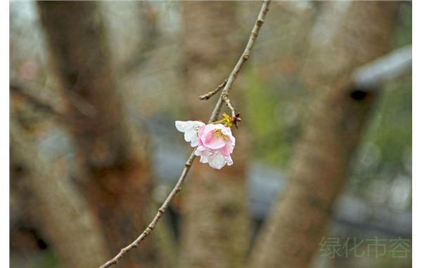 美国樱.jpg 美国樱.jpg