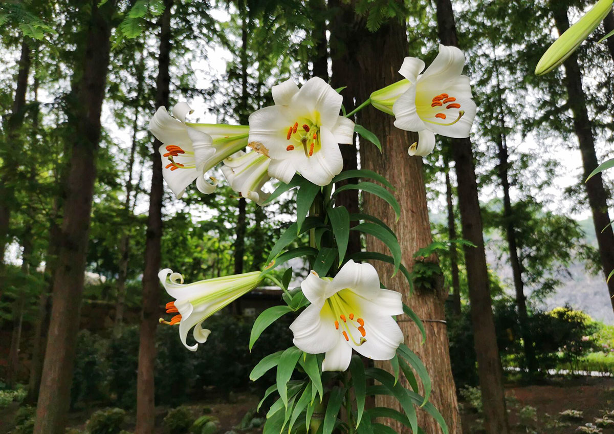 通江百合首次在辰山植物园开花