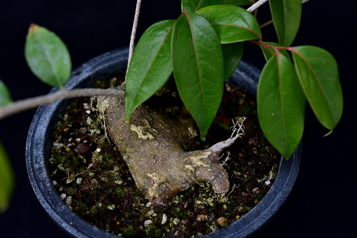 深裂树萝卜 2.jpg 深裂树萝卜 2.jpg