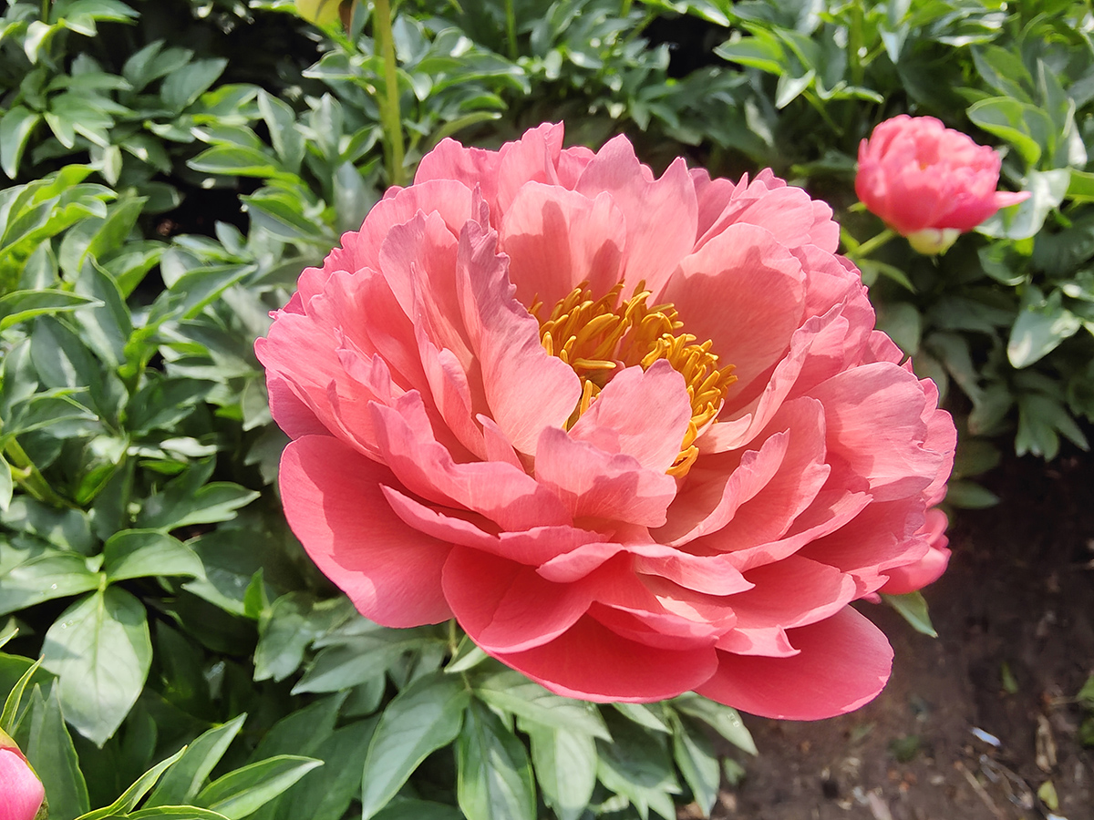 粉红夏威夷珊瑚.jpg