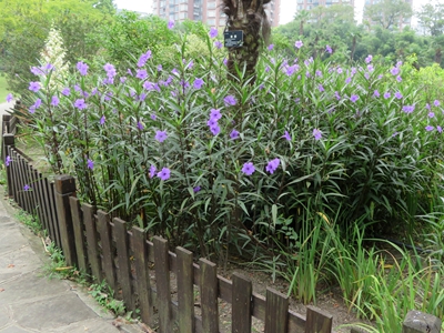 翠芦莉 (5).jpg