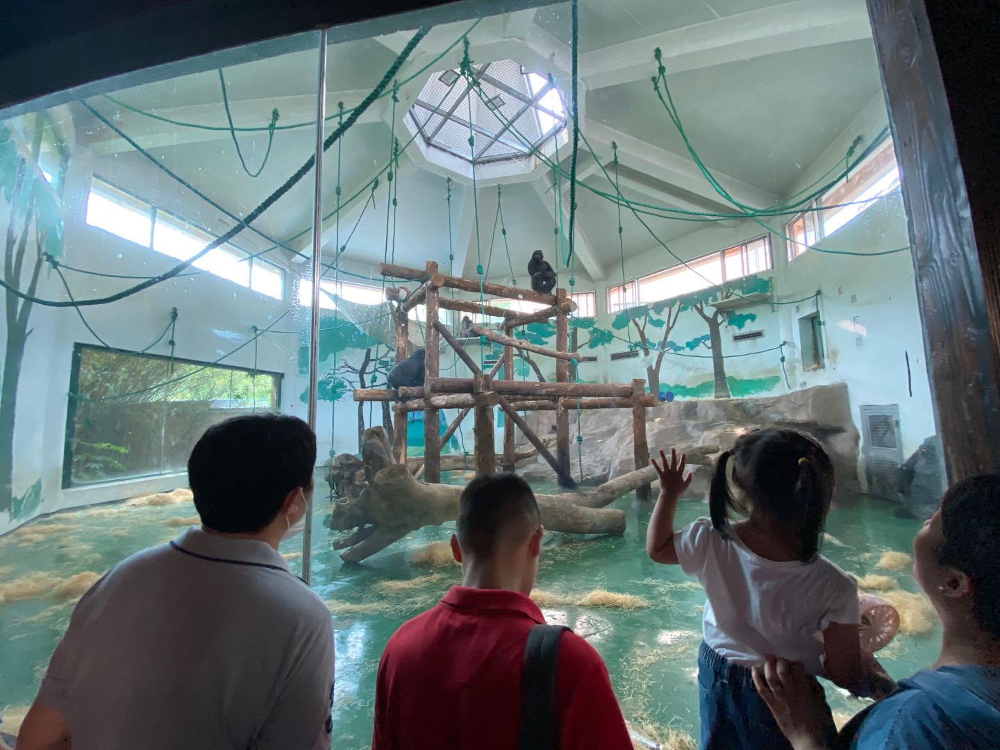 大猩猩展厅居家装修  环境丰容进行时 (4).jpg